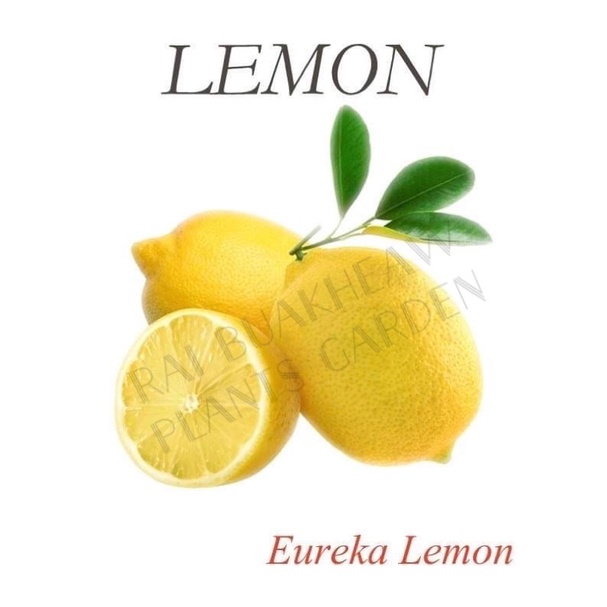 ต้นพันธุ์เลมอนยูเรก้า-eureka-lemon