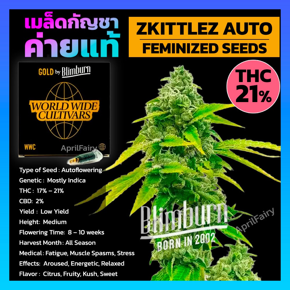 เมล็ดพันธุ์กัญชา-zkittlez-auto-ออโต้-เพศเมีย-เมล็ดกัญชานอก-thc-สูง-เมล็ดค่าย-blimburnseeds-รับประกัน-แท้100-แบ่งขาย