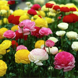 Ranunculus ball เมล็ดดอกโบตั๋นในร่มและกลางแจ้ง กระถางต้นไม้ ให้อาหารแก่กล้าไม้