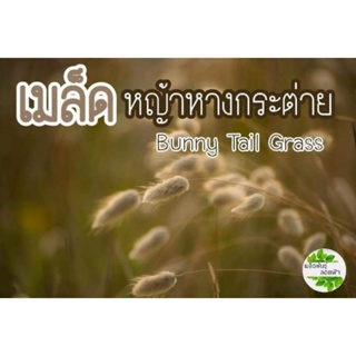 （คุณภาพสูง เมล็ด）เมล็ดพันธุ์ หญ้าหางกระต่าย(ของแท้) 10เมล็ด เมล็ดแท้ นำเข้าจากต่างประเทศ/อินทรีย์ MXM0