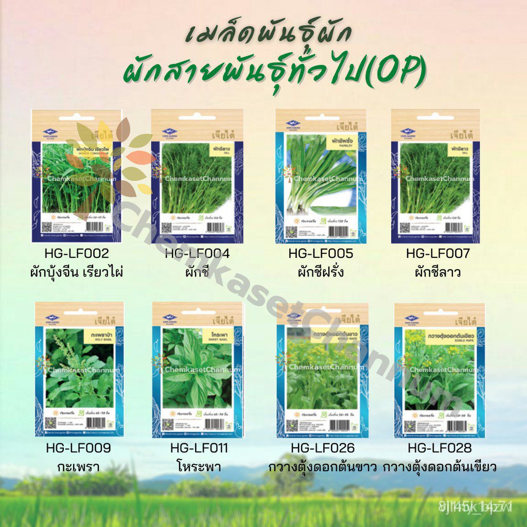 ผลิตภัณฑ์ใหม่-เมล็ดพันธุ์-เมล็ดพันธุ์ผัก-เจียไต๋-ตราเครื่องบิน-สายพันธุ์ทั่วไป-op-ชุดที่-1-zgor-ผักสลัด็ดด-อินทรีย์-y0z