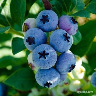 ผลิตภัณฑ์ใหม่ เมล็ดพันธุ์ 202230 เมล็ดอวบอ้วน เมล็ด บลูเบอร์รี่ blueberry นำเข้าจากอเมริกา อัตราการงอก 97 % ส่ง /ขายดี Y