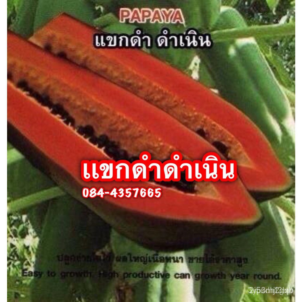 ผลิตภัณฑ์ใหม่-เมล็ดพันธุ์-เมล็ดพันธุ์คุณภาพสูงในสต็อกในประเทศไทย-พร้อมส่ง-ะให้ความสนใจของคุณเมล็ดมะละกอแขกดำดำเ-คล-เ-4yq