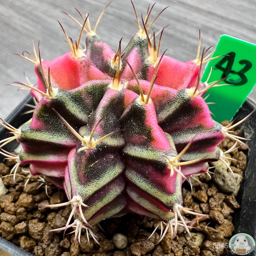 g43-ต้นยิมโนด่าง-คัดพิเศษ-ไม้เมล็ด-gymnocalycium-แคคตัส-ง่าย-ปลูก-สวนครัว-เมล็ด-อินทรีย์-6tqa