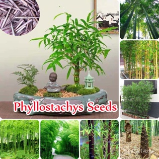 （คุณภาพสูง เมล็ด）ประเทศไทยพร้อมสต็อก บอนสี 50เมล็ด Phyllostachys Seeds Moso-Bamboo Seeds ต้นไม้มงคล ต้นไม้ฟอกอาก/ขายดี D