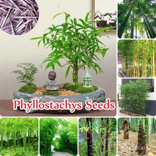 （คุณภาพสูง เมล็ด）ประเทศไทยพร้อมสต็อก บอนสี 50เมล็ด Phyllostachys Seeds Moso-Bamboo Seeds ต้นไม้มงคล ต้นไม้ฟอกอาก/ขายดี D