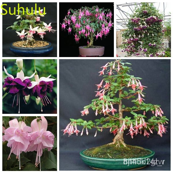 ผลิตภัณฑ์ใหม่-เมล็ดพันธุ์-2022mini-tractors-for-the-garden-100pcs-fuchsia-seeds-garden-indoor-flowers-balcony-amp-a-ขายด-jm