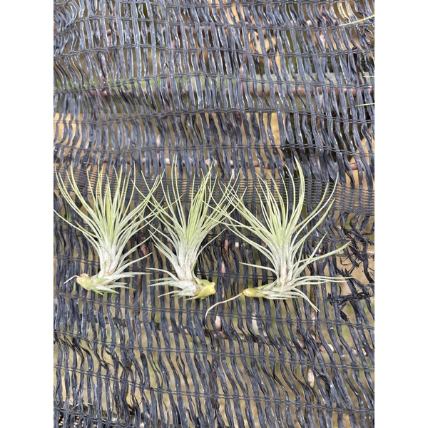 tillandsia-funckiana-ฟังเกียน่า-ต้นเล็กน่ารักราคาโปรสุดคุ้ม