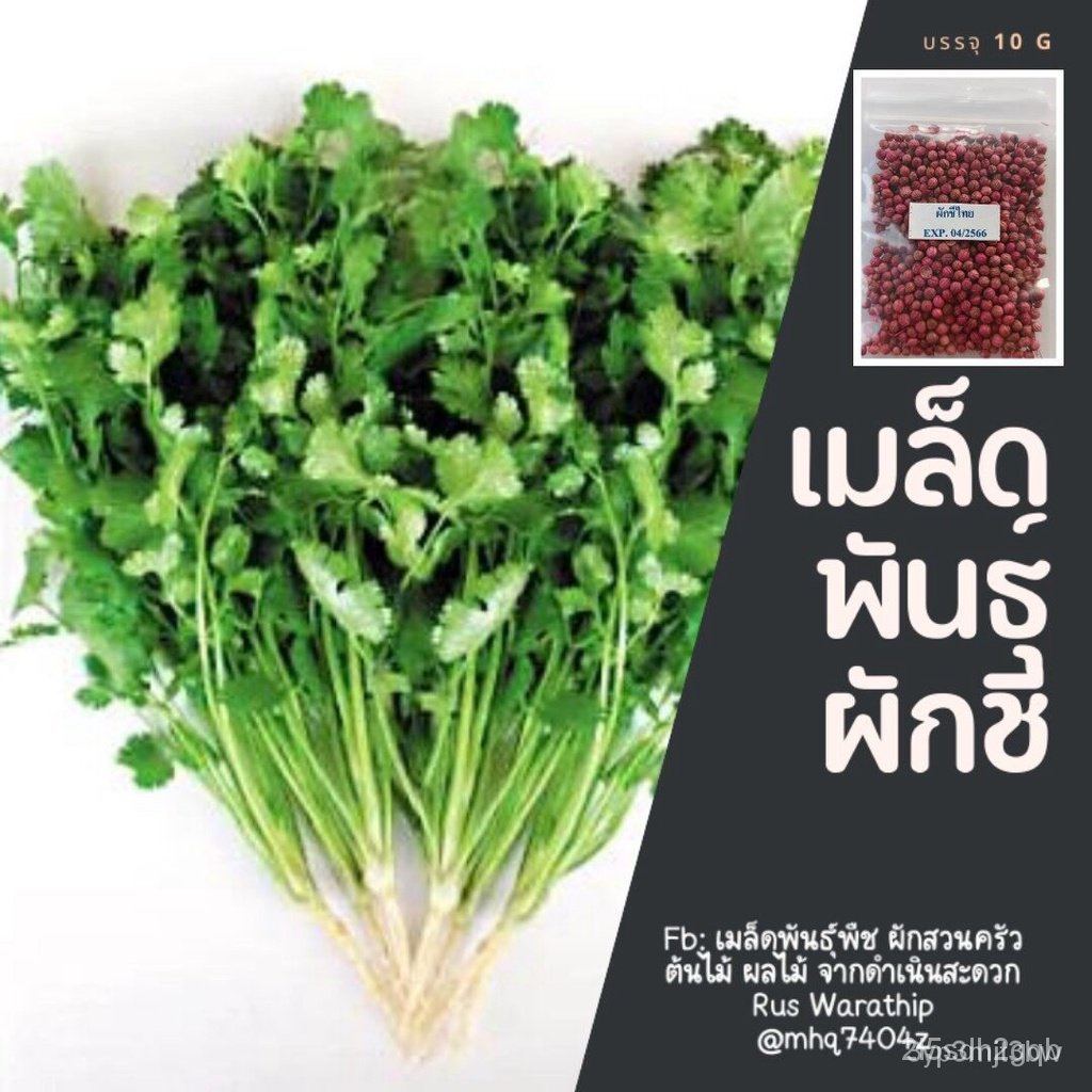 ผลิตภัณฑ์ใหม่-เมล็ดพันธุ์-จุดประเทศไทย-10-แถม-1-เมล็ดอวบอ้วนผักชีไทย-10-g-สำหรับปลูก-ปลูกง่าย-เมล็ดใหม่-ปรึก-คล-เ-fbp