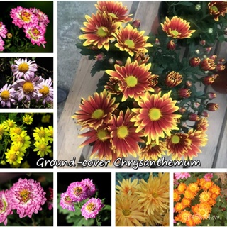 （คุณภาพสูง เมล็ด）เมล็ดเก๊กฮวยคลุมดิน Ground-cover chrysanthemum seeds 100pcs บอนไซที่สวยงาม flower เ/ง่าย ปลูก ส/คละ BME