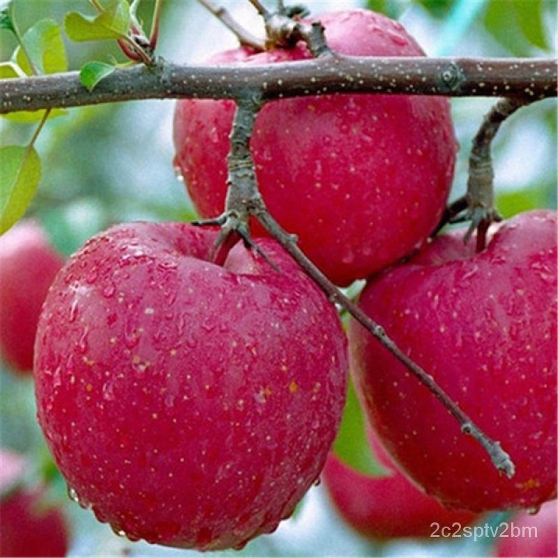 คุณภาพสูง-เมล็ด-บอนสี-เมล็ดพันธุ์-50เมล็ด-dwarf-apple-seeds-ต้นไม้ประดับ-พันธุ์ไม้ผล-ต้นไม้ม-ขายดี-ผัก-ปลูก-ขายดี-b9lx