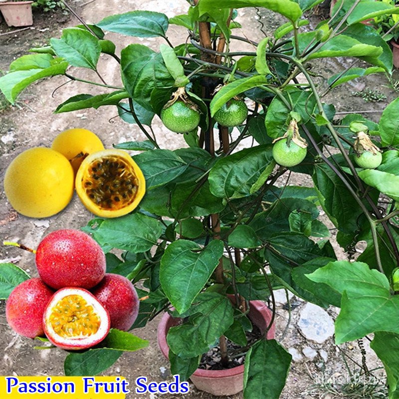 ผลิตภัณฑ์ใหม่-เมล็ดพันธุ์-จุดประเทศไทย-k-s-philippines-good-quality-passion-fruit-seeds-for-planting-50-seeds-ขายด-jx