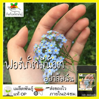 ผลิตภัณฑ์ใหม่ เมล็ดพันธุ์ เมล็ดอวบอ้วน100%เมล็ดพันธุ์ ดอก ฟอร์เก็ตมีน็อต อย่าลืมฉัน 100 เมล็ด Forget me not เมล คล/เ UPS