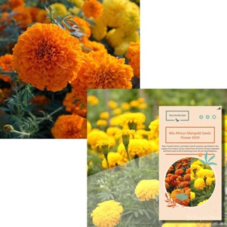 ผลิตภัณฑ์ใหม่ เมล็ดพันธุ์ จุดประเทศไทย ❤Mix African Marigold Seeds, Flower Seeds#059เมล็ดอวบอ้วน 100% รอคอยที่จ /ขายด LG