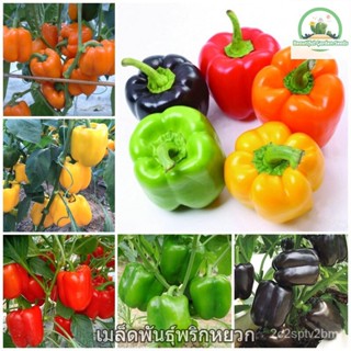 （คุณภาพสูง เมล็ด）เมล็ดพันธุ์ พริกหยวก 50 เมล็ด Mixed Bell Pepper Seeds เมล็ดพันธุ์ผัก ผักออแกนิค ผักปรุงรส ไม้ปร/ขายดี U