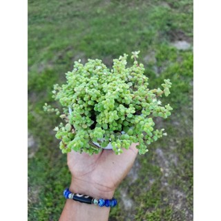 (1กระถาง) ต้น มะลิมินิมอล Expansa Crassula expansa subsp. Fragilis ดอกมะลิ มินิมอล ทษณน