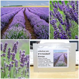 （คุณภาพสูง เมล็ด）เมล็ดพันธุ์ ลาเวนเดอร์ อังกฤษ (English Lavender Seed) บรรจุ 200 เมล็ด คุณภาพ/ง่าย ปลูก สวนครัว /ดอก T1I