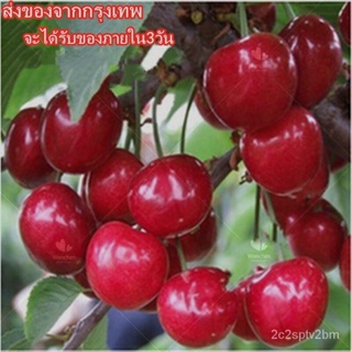 （คุณภาพสูง เมล็ด）30 แคปซพร้อมสต็อกประเทศไทย Mini Dwarf Cherry Tree Seeds Bonsai Fruit Seeds พ/ง่าย ปลูก สวนครัว /สวนครัว