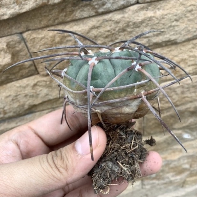 gymnocalycium-armatum-ไม้เมล็ด-ส่งถอดกระถางค่ะ