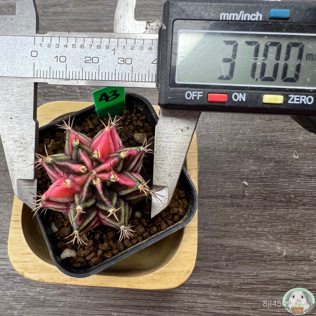 g43-ต้นยิมโนด่าง-คัดพิเศษ-ไม้เมล็ด-gymnocalycium-แคคตัส-ง่าย-ปลูก-สวนครัว-เมล็ด-อินทรีย์-6tqa