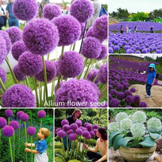 ผลิตภัณฑ์ใหม่ เมล็ดพันธุ์ จุดประเทศไทย ❤[Fast Germination] Ready Stock In Philippines 100pcs Allium Flower Seed คล/เ 2FO