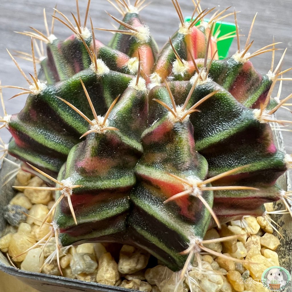 g8-ต้นยิมโนด่าง-คัดพิเศษ-ไม้เมล็ด-gymnocalycium-แคคตัส-ง่าย-ปลูก-สวนครัว-เมล็ด-ขายดี-nigv