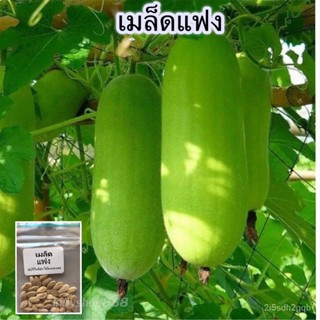 เมล็ดพันธุ์ เมล็ดเเฟง 40 เมล็ด [10 เเถม 1คละได้ ]/ง่าย ปลูก สวนครัว เมล็ด/ผักสลัด TYN1