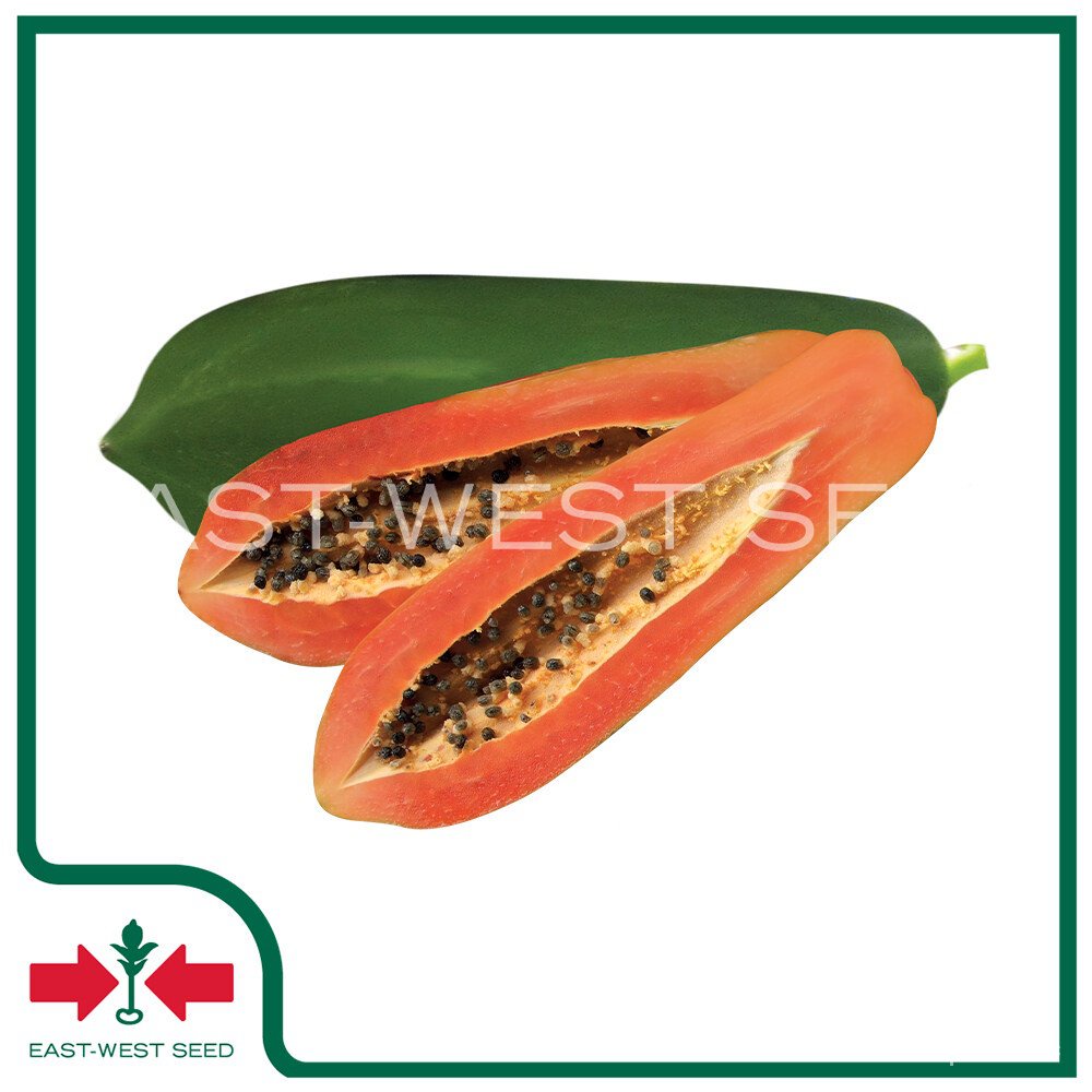 ผลิตภัณฑ์ใหม่-เมล็ดพันธุ์-2022east-west-seed-เมล็ดอวบอ้วนมะละกอ-papaya-seeds-เรดโนวา-f1-เมล็ดอวบอ้วนผัก-เมล็ด-ดอก-mks