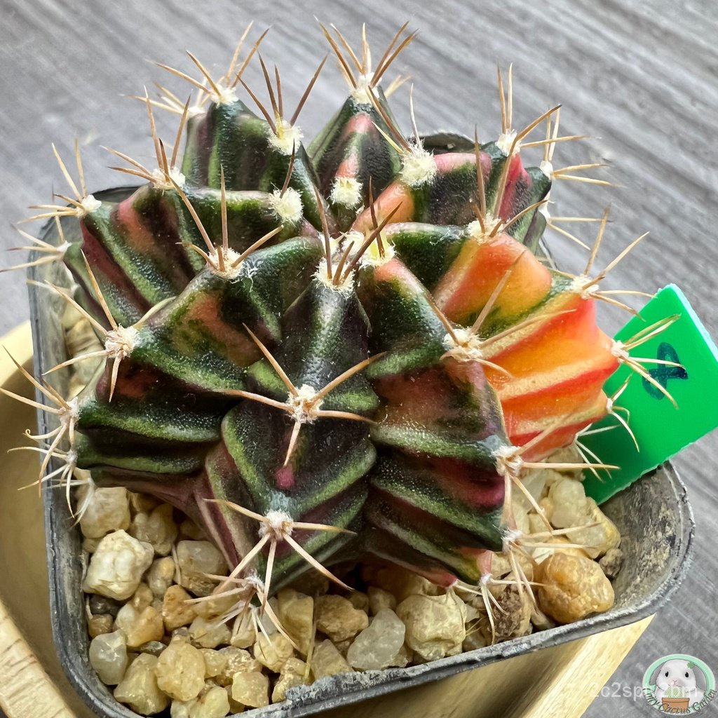 g8-ต้นยิมโนด่าง-คัดพิเศษ-ไม้เมล็ด-gymnocalycium-แคคตัส-ง่าย-ปลูก-สวนครัว-เมล็ด-ขายดี-nigv