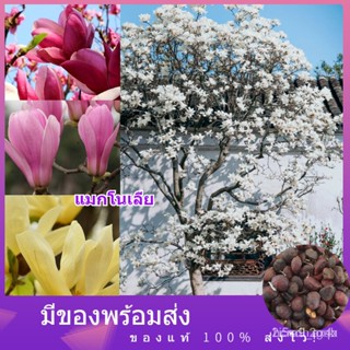 ผลิตภัณฑ์ใหม่ เมล็ดพันธุ์ สปอตสินค้า❤❗❗  ของแท้ 100% แมกโนเลีย seeds บอลสีต้นไม้ หัว ต้นไม้มงคล ต้นไม้ฟอกอากาศ เ ค/เ 4DI