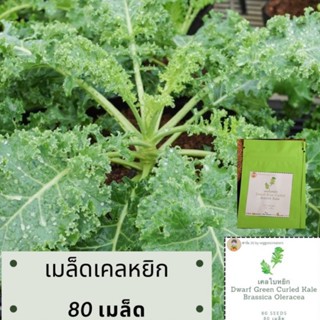 ผลิตภัณฑ์ใหม่ เมล็ดพันธุ์ เมล็ดเคลหยิก Dwarf Curled Scotch kale เมล็ดพันธุ์นำเข้า แท้% อัตรางอก 85-90% เมล็ดพัน คล/เ 5QT