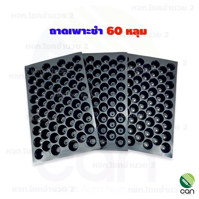 ถาดเพาะชำ-60-หลุม-มีขอบ-หนา-ps-70-mc-เกรดa-ถาดเพาะ