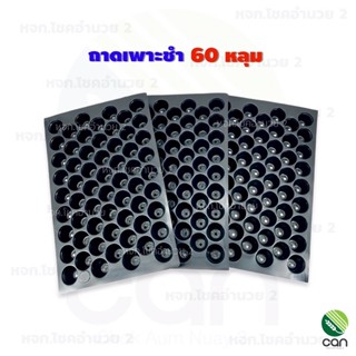 ถาดเพาะชำ 60 หลุม มีขอบ หนา PS 70 mc. เกรดA ถาดเพาะ