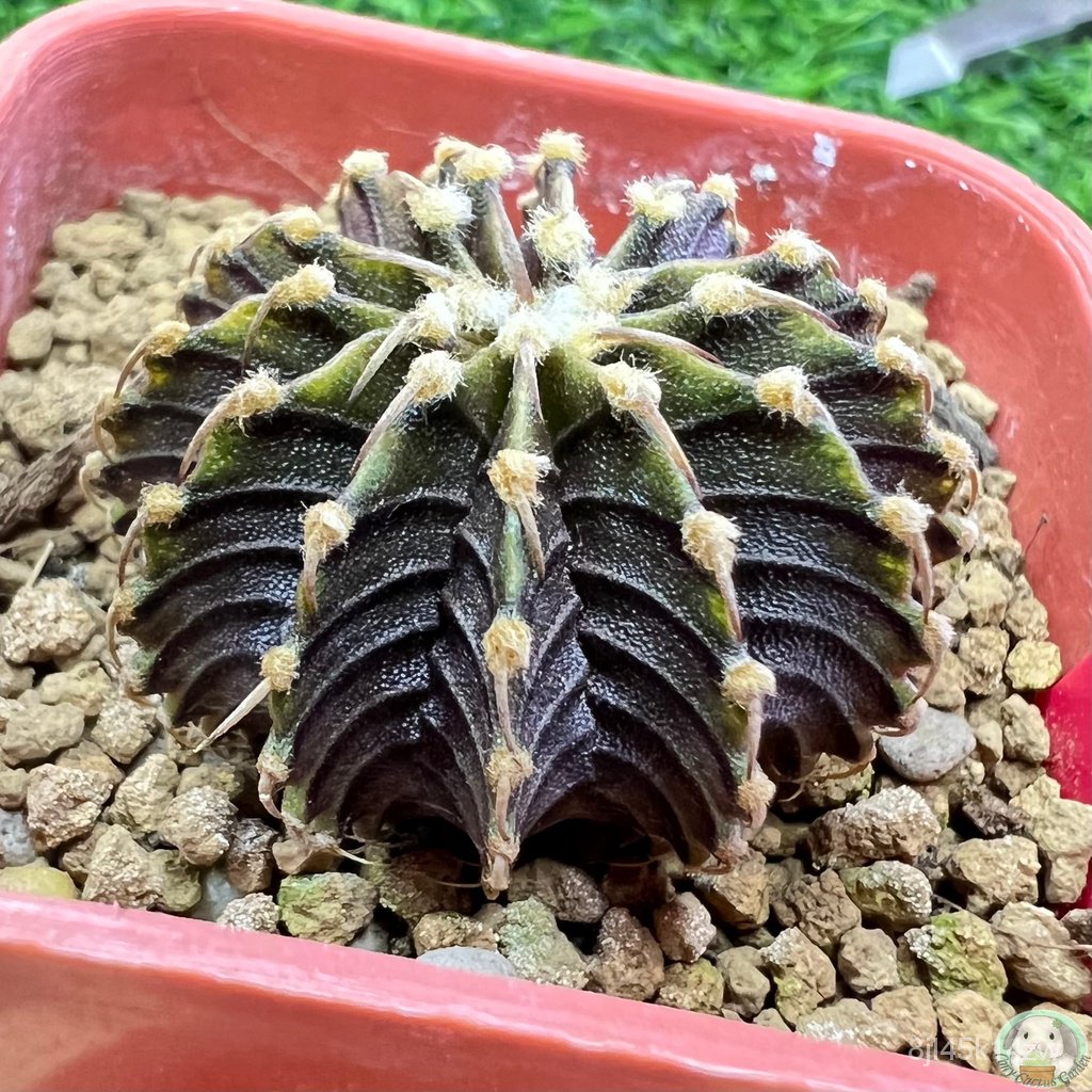 r40-ต้นยิมโน-lb2178-แท้-13-พู-ไม้เมล็ด-gymnocalycium-แคคตัส-ง่าย-ปลูก-สวนครัว-เมล็ด-อินทรีย์-ytsl