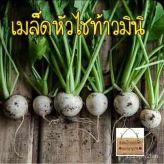 （คุณภาพสูง เมล็ด）เมล็ดพันธุ์ หัวไชท้าวมินิ 30เมล็ด เมล็ดพันธุ์แท้นำเข้า/ง่าย ปลูก สวนครัว เมล็ด/อินทรีย์ QUH1