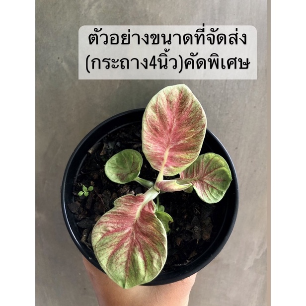 บอนสีพรสรวง-บอนหายาก-ราคาถูก