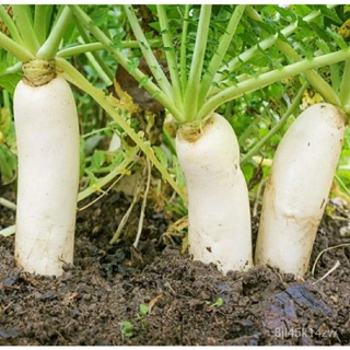 （คุณภาพสูง เมล็ด）เมล็ดพันธุ์ผัก เมล็ดผักกาดหัว 120 เมล็ด เมล็ดหัวไชเท้า เมล็ดผัก เมล็ดผักสวนค/ง่าย ปลูก สวนครัว /ขายด CC