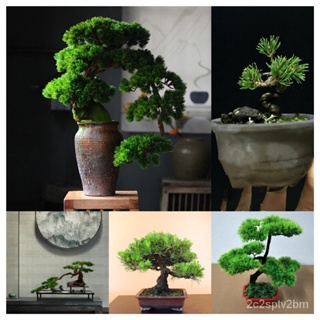 （คุณภาพสูง เมล็ด）30 เมล็ด/ซอง ต้นไม้แคระ ต้นไม้ประดับต้น Japanese Pinus Parviflora Seeds ไม้ม/ง่าย ปลูก สวนครัว /ขายดี J