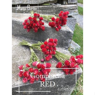 ผลิตภัณฑ์ใหม่ เมล็ดพันธุ์ จุดประเทศไทย ❤Red Gomphrena Flower Seeds - 100 seed *Pot Friendly* Tanam Pasu, Benih B/ขายด NO