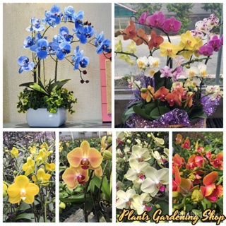 （คุณภาพสูง เมล็ด）เมล็ดพันธุ์ ฟาแลนนอปซิส Phalaenopsis Seeds Orchid Mixed Flower Seeds กล้วยไม/ง่าย ปลูก สวนครัว /คละ H6X