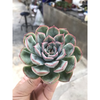 Echeveria drak Ice..