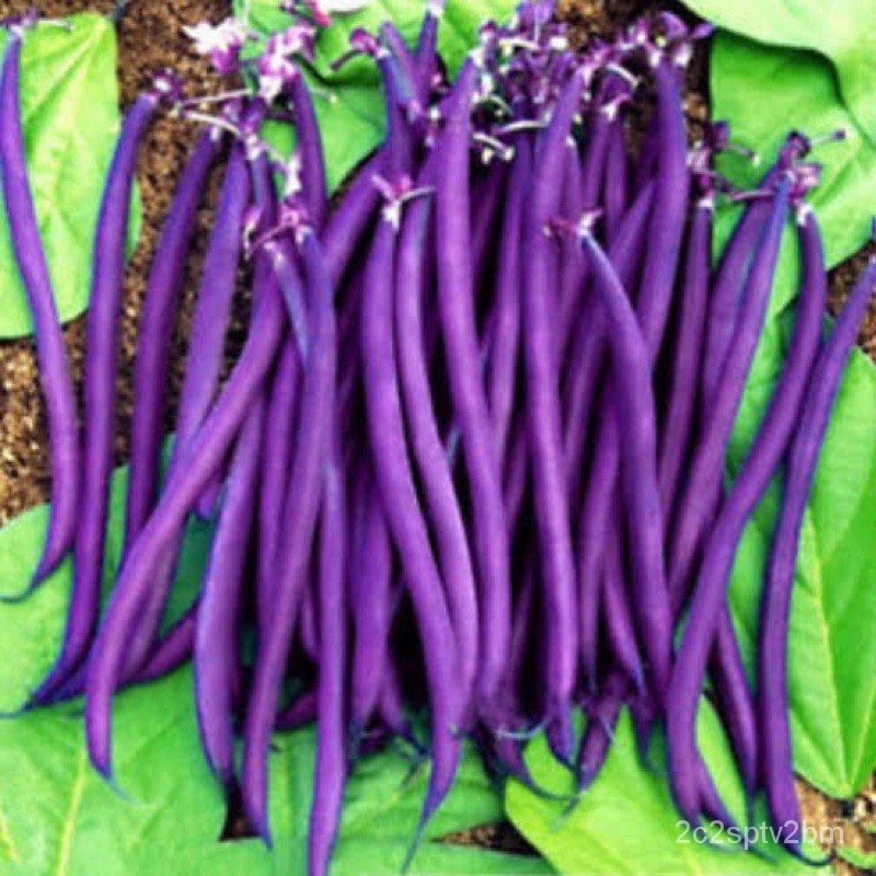 คุณภาพสูง-เมล็ด-1-เมล็ด-ถั่วแขก-สีม่วง-purple-bush-bean-บรรจุ-12-เมล็ด-ง่าย-ปลูก-สวนครัว-เมล็ด-ขายดี-rrm8