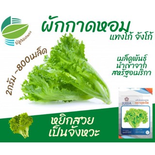 （คุณภาพสูง เมล็ด）ผักกาดหอม ~800 เมล็ด (Lettuce​ Leaf Tango)​ ผักสลัด/ผักสลัด LYYC