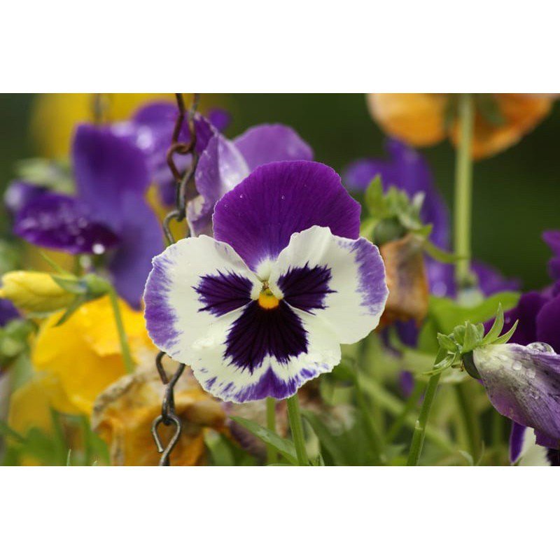 คุณภาพสูง-เมล็ด-เมล็ดพันธุ์-ดอกแพนซี่-คละสี-swiss-giants-pansy-mix-seeds-บรรจุ100เมล็ด-ต้นไม-ง่าย-ปลูก-สวนครัว-ผักสลัด