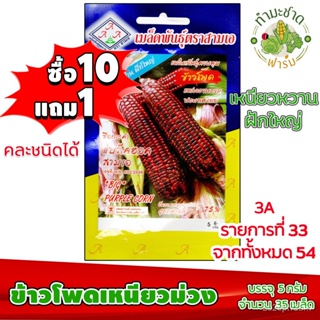 （คุณภาพสูง เมล็ด）[10แถม1] 3A เมล็ดพันธุ์ ข้าวโพดเหนียวม่วง 35 เมล็ด เหนียว หวาน ฝักใหญ่  เมล็/ง่าย ปลูก สวนครัว /ผักสลัด