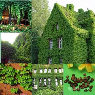 （คุณภาพสูง เมล็ด）ชุดพร้อมปลูก ต้นไม้เลื้อย บอสตันไอวี่ 50 เมล็ด (boston ivy/ creepers) Climbing Plan/ง่าย ปลูก ส/คละ PVW