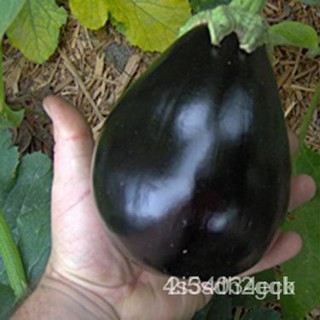 ผลิตภัณฑ์ใหม่ เมล็ดพันธุ์ 2022เมล็ดอวบอ้วน มะเขือม่วงยักษ์ แบล็คบิวตี้ (Black Beauty Eggplant Seed) บรรจุ 150 เมล็/เมล็ด