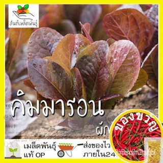 （คุณภาพสูง เมล็ด）เมล็ดพันธุ์ ผักสลัด คิมมารอน 1000 เมล็ด Cimmaron Romaine Lettuce Seed เมล็ดพันธุ์แท/ง่าย ปลูก ส/สวนครัว