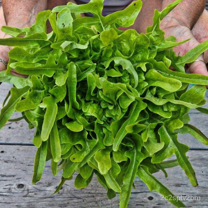 คุณภาพสูง-เมล็ด-100-เมล็ด-สลัดใบโอ๊ค-oak-leaf-lettuce-ง่าย-ปลูก-สวนครัว-เมล็ด-สวนครัว-2svf