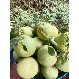 ส้มโอ ขาวใหญ่ อัมพวา สมุทรสงครามค่ะ เนื้อหวานฉ่ำจ้าา photo
